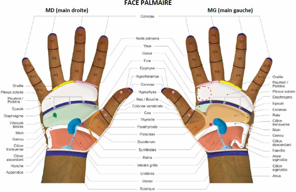 Cartographie des organes sur les mains