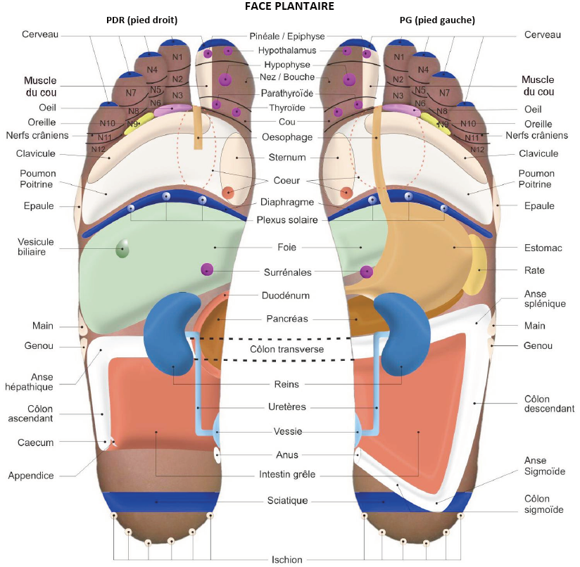 Cartographie des organes sur les pieds